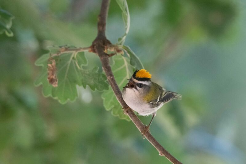 Common Firecrest