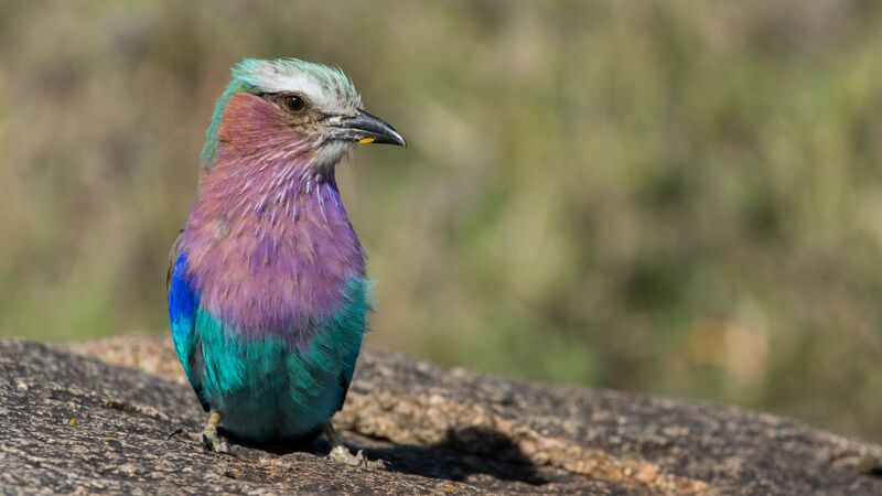 Lilac-breasted Roller