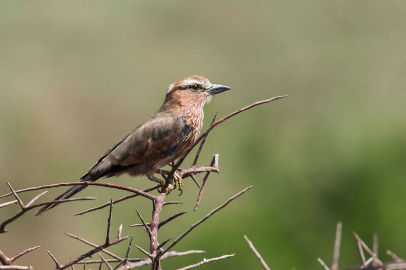 Purple Roller