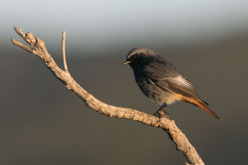 Black Redstart