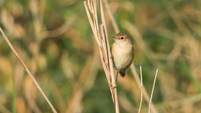 Common Reed Warbler