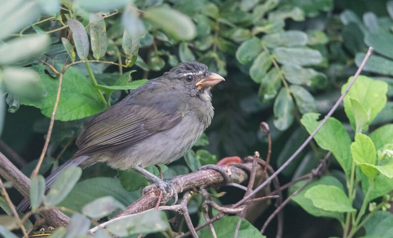 Olive-grey Saltatorjuvenile