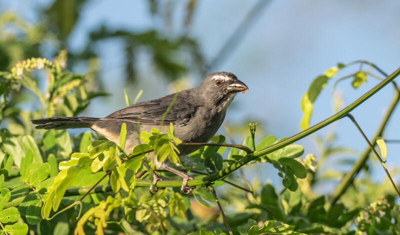 Olive-grey Saltator