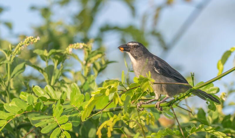 Olive-grey Saltator