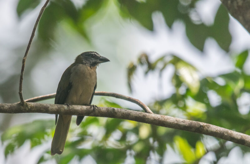 Buff-throated Saltator