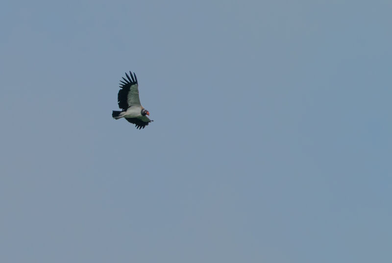 King Vulture