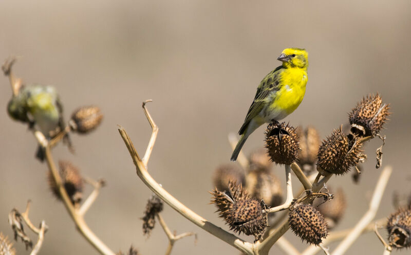 White-bellied Canary