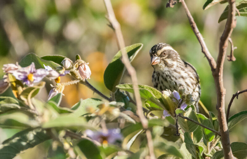 Serin strié