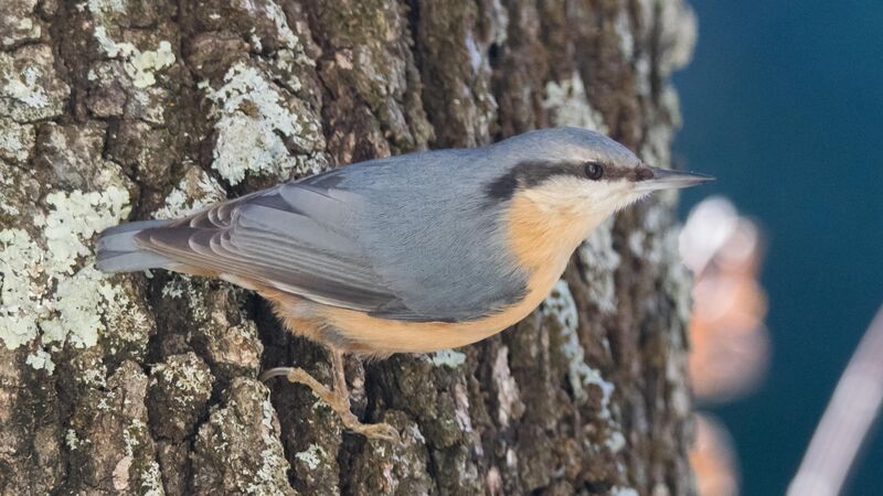 Eurasian Nuthatch