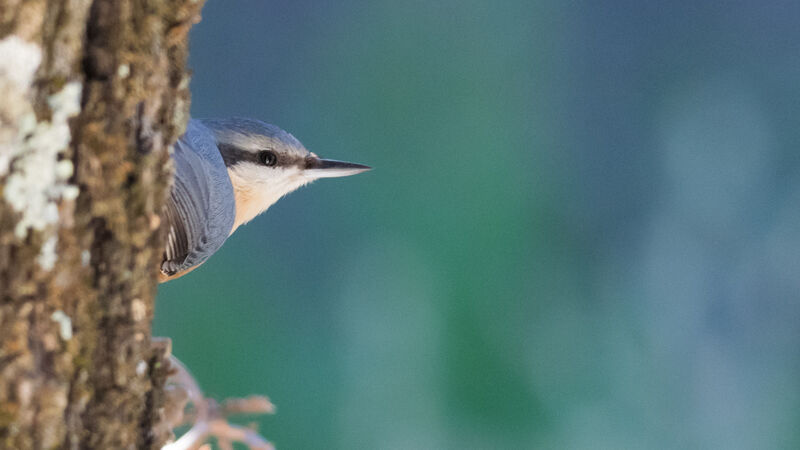 Eurasian Nuthatch