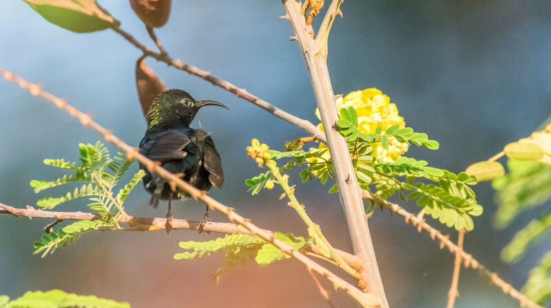 Beautiful Sunbird