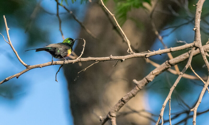 Beautiful Sunbird