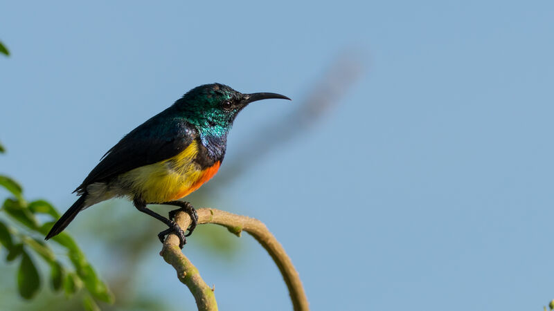 Mayotte Sunbird