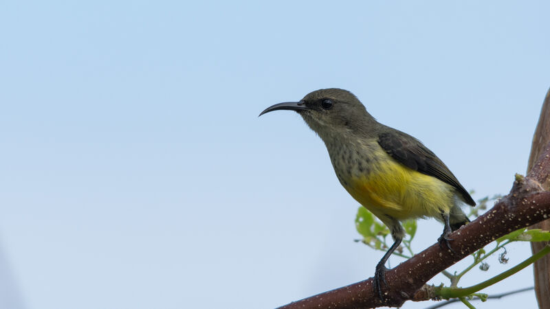 Mayotte Sunbird