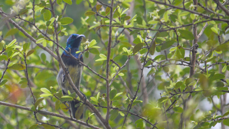 Souimanga Sunbird