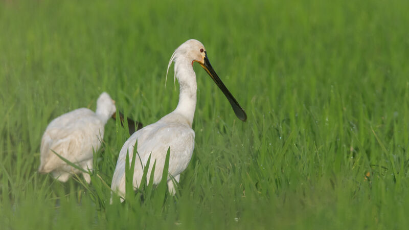 Eurasian Spoonbill