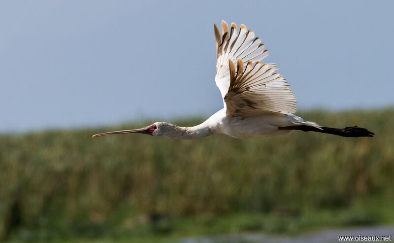 African Spoonbill