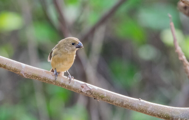 Wing-barred Seedeater