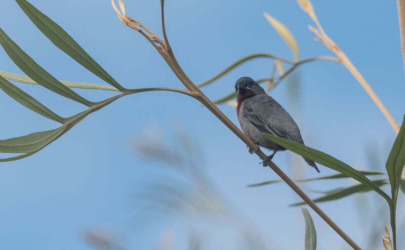 Chestnut-bellied Seedeater