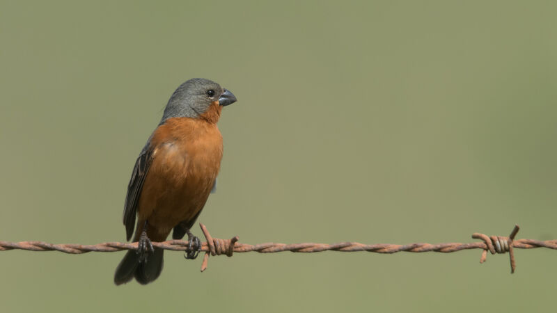 Ruddy-breasted Seedeater