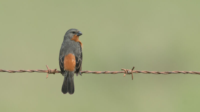 Ruddy-breasted Seedeater