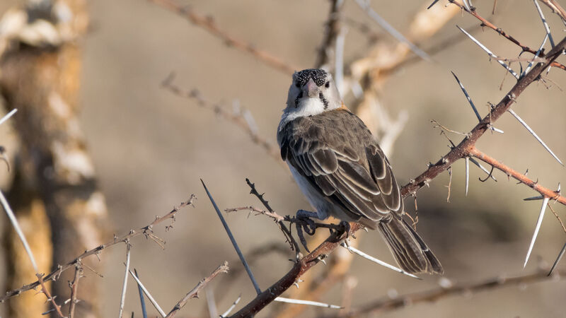 Speckle-fronted Weaver