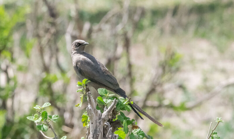 Ashy Starling