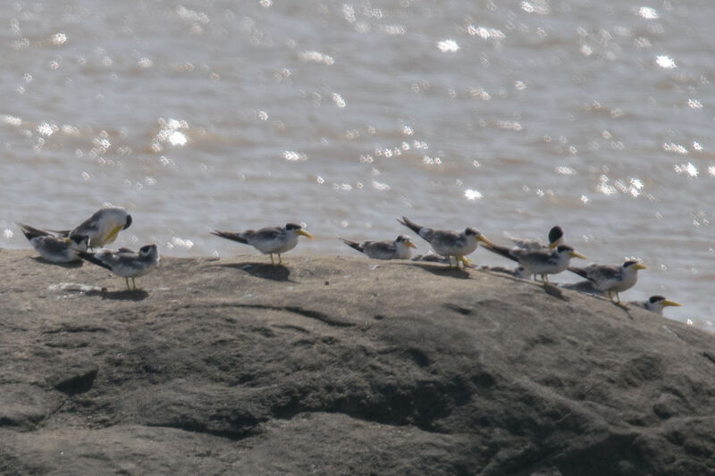 Large-billed Tern