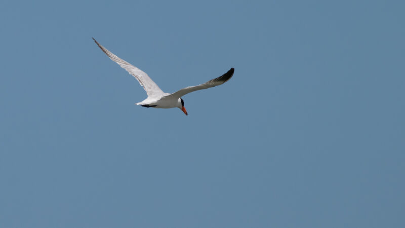 Caspian Tern