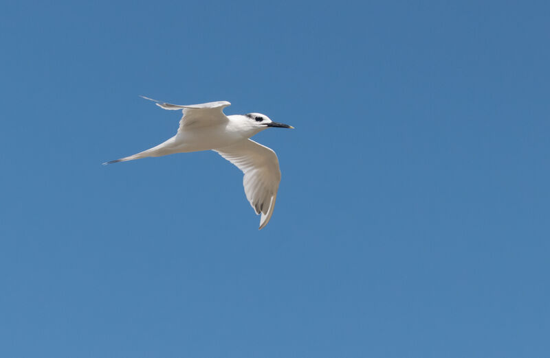 Sandwich Tern