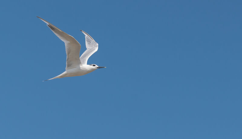 Sandwich Tern