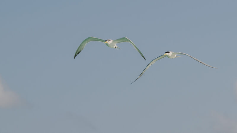 Greater Crested Tern