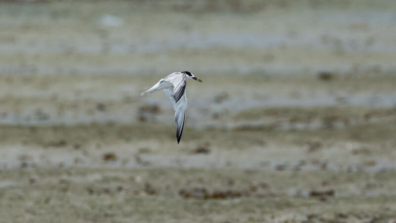 Little Tern