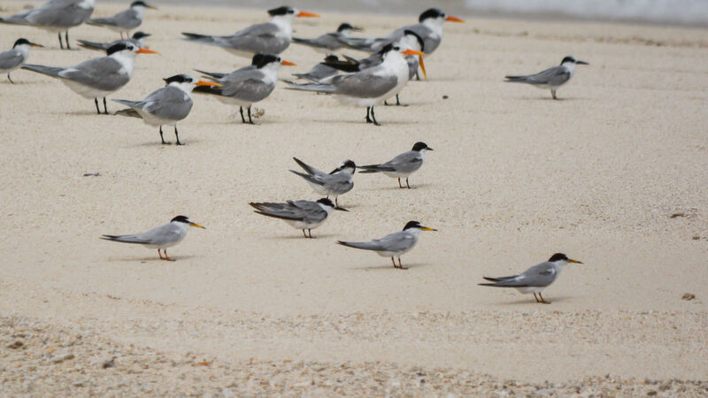 Little Tern