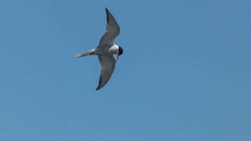 Common Tern