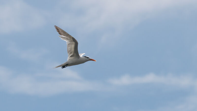 Royal Tern