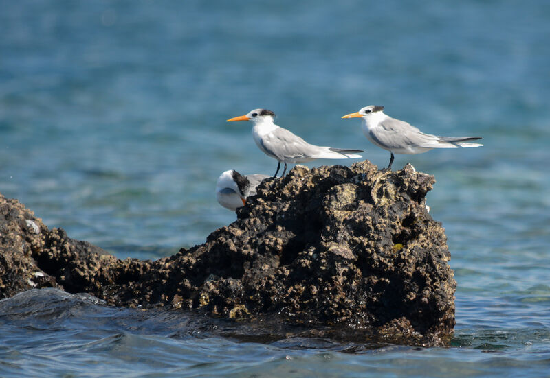 Lesser Crested Tern