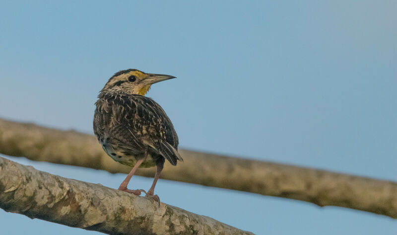 Eastern Meadowlark