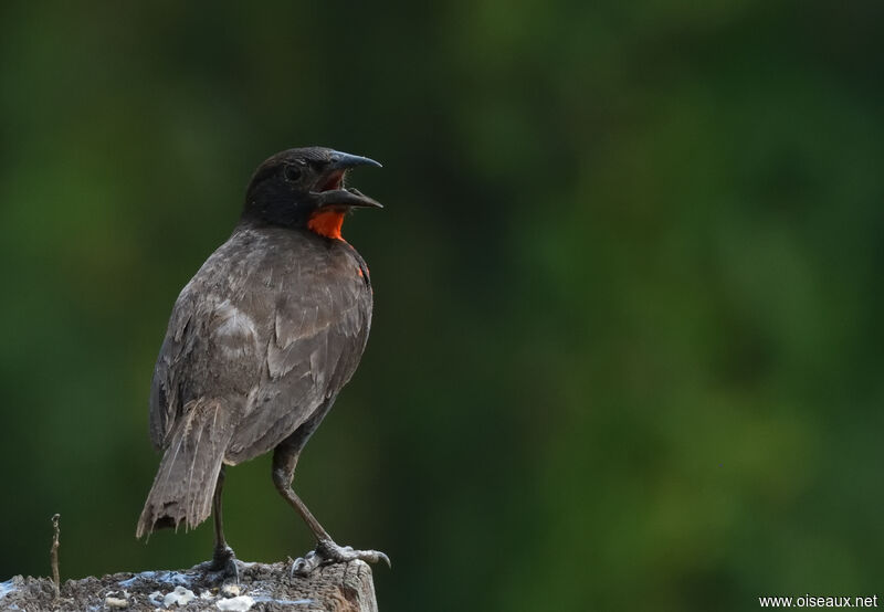 Red-breasted Meadowlark