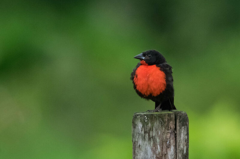 Red-breasted Meadowlark