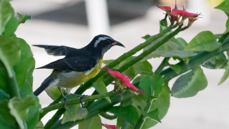 Bananaquit