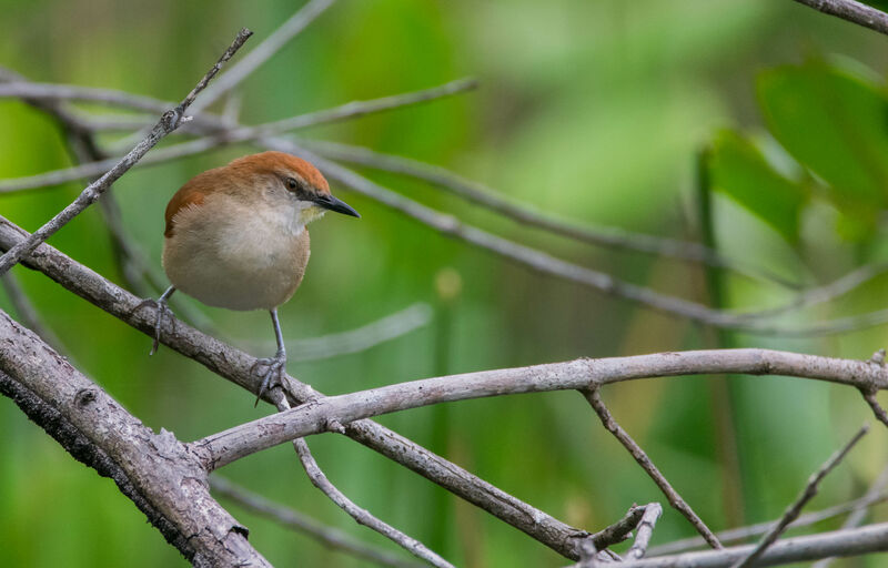 Yellow-chinned Spinetail