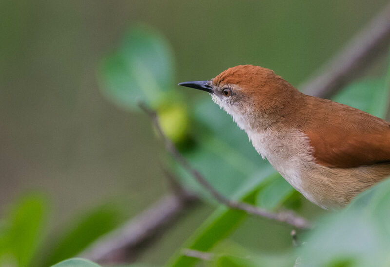 Yellow-chinned Spinetail