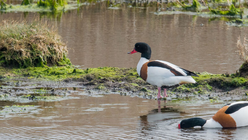 Common Shelduck