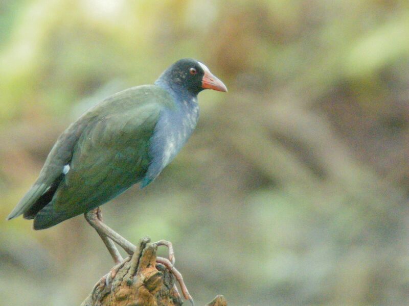 Allen's Gallinule