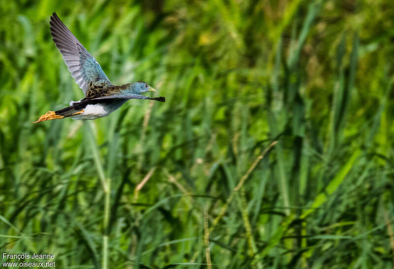 Azure Gallinuleadult, Flight