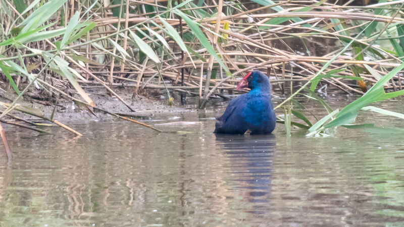 Western Swamphen