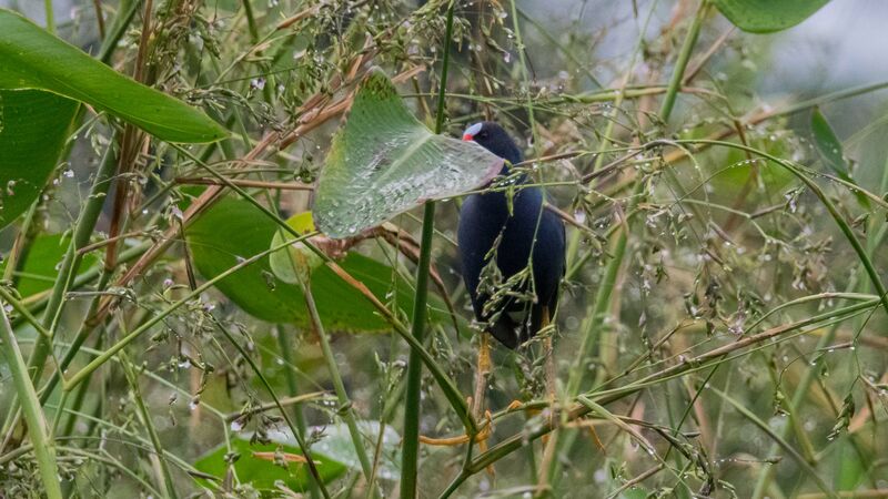 Purple Gallinule