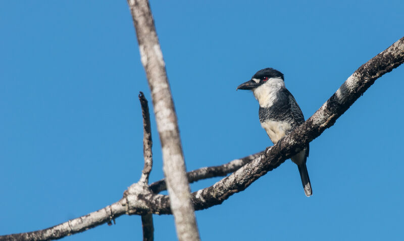 Guianan Puffbird