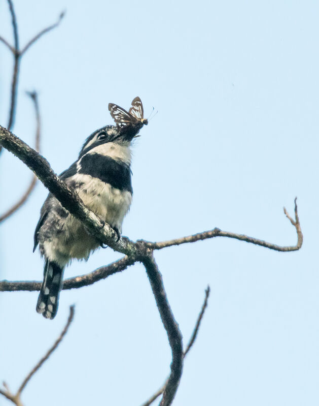 Pied Puffbird